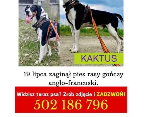 Zaginął pies rasy gończy lo-francuski w okolicy Bystrzycy Kłodzkiej