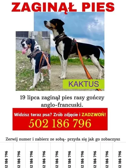 Zaginął pies rasy gończy lo-francuski w okolicy Bystrzycy Kłodzkiej