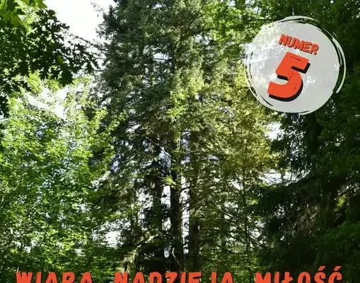 Trzy Daglezje z Alei na Wyszki walczą o tytuł Drzewa Powiatu Kłodzkiego 2026