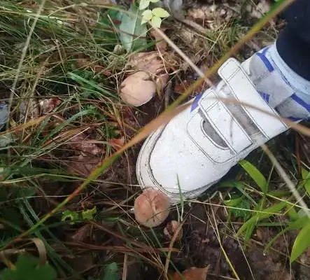 Leśni detektywi z klasy 3C na tropie przyrody