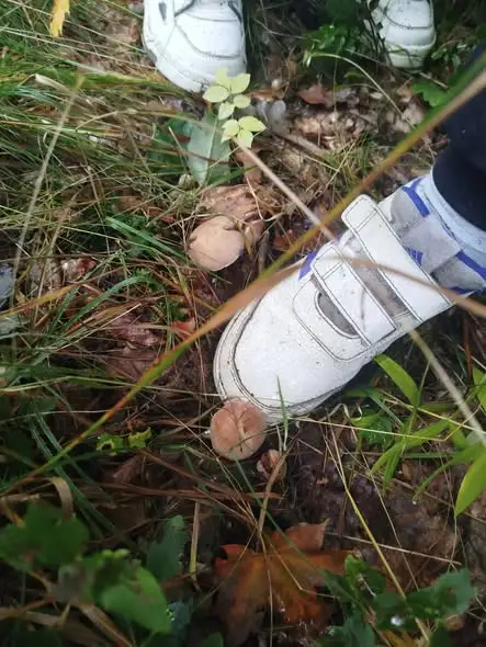 Leśni detektywi z klasy 3C na tropie przyrody