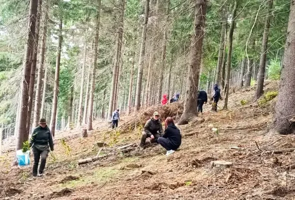 Uczniowie z Kudowy-Zdroju posadzili las w Kulinie