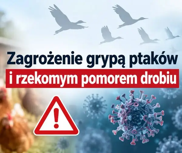 Ostrzeżenie przed grypą ptaków i rzekomym pomorem drobiu – apel do mieszkańców